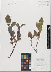 Foto von Salix glabra Scop.